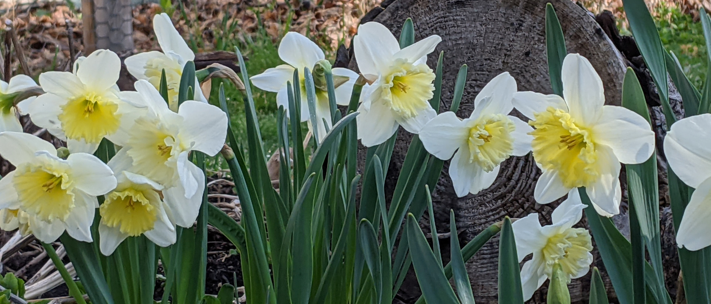 Spring Cleanup Advice