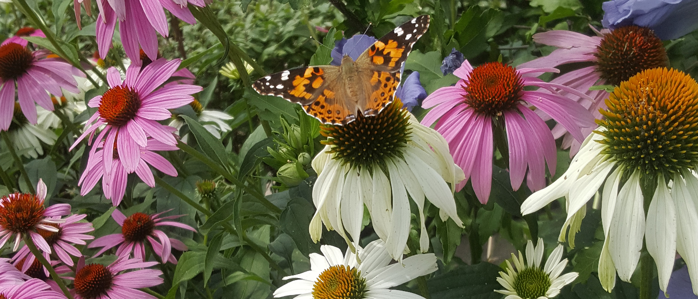 Butterfly on Echinacea Image Credit Chaz Morenz