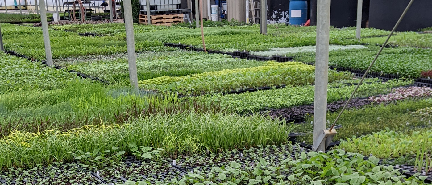Greenhouse full of seedlings Image Credit: Chaz Morenz 20240306