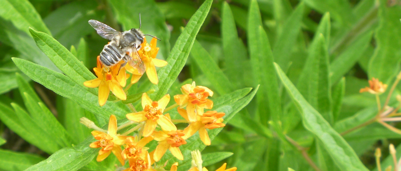 Why Plant Native Plants?