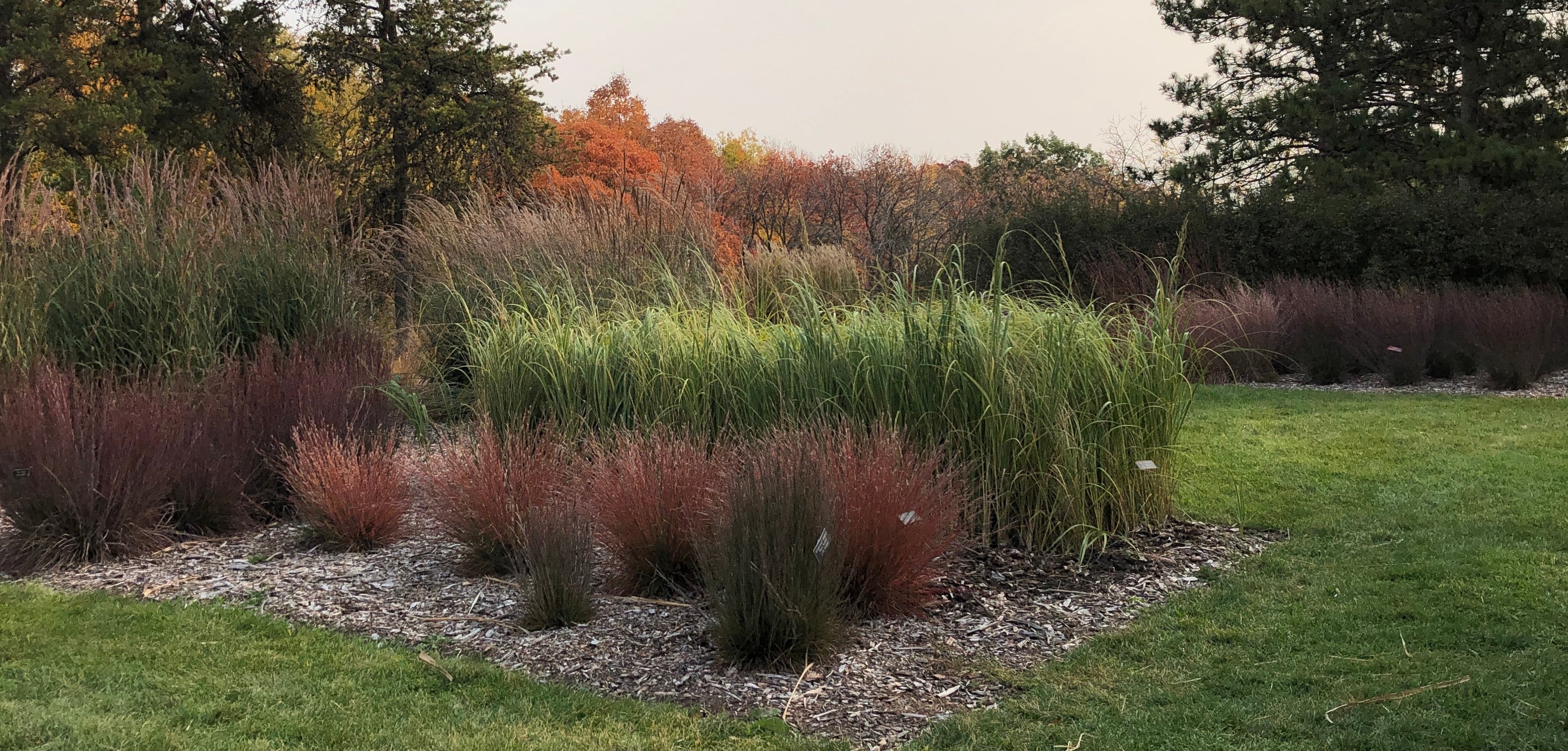 Little Bluestem in the Landscape Image Credit https://extension.umn.edu/sites/extension.umn.edu/files/little-bluestem.jpg