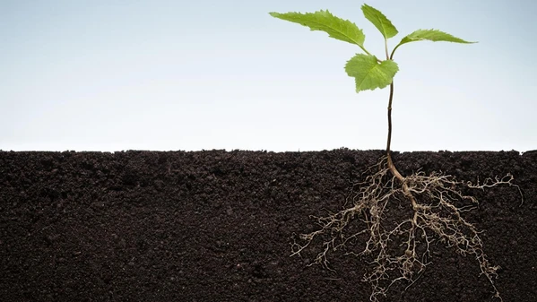 image of plant with roots