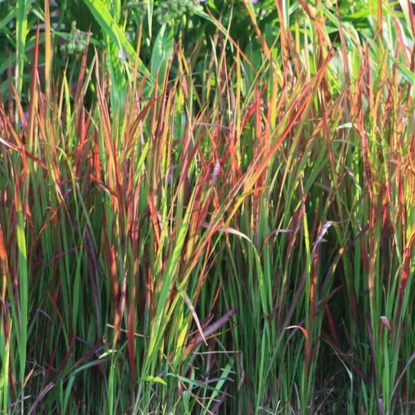Bloodgrass Photo Credit Gardens in the City