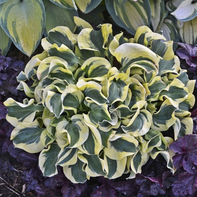 Hosta Photo Credit Wiki Commons Photo has been resized and cropped.