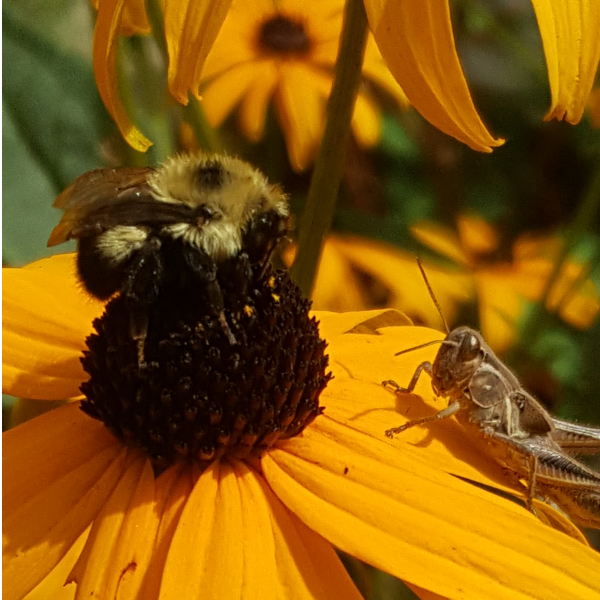 Bee and Grass Hopper on Rudbeckia. Photo credit Chaz Morenz