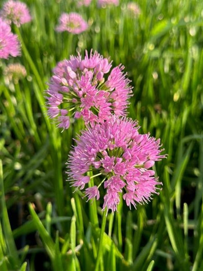 Allium Millenium Ornamental Onion 2 Image Credit:Millgrove Perennials Allium Millenium Ornamental Onion 2 Image Credit:Millgrove Perennials