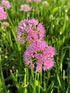 Allium Millenium Ornamental Onion 2 Image Credit:Millgrove Perennials