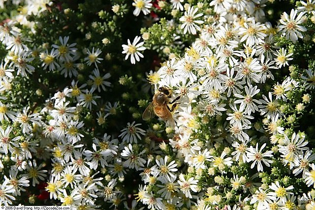 Aster ericoides White Heath Aster Image Credit: Aster ericoides White Heath Aster Image Credit: Photo by David J. Stang, CC BY-SA 4.0 <https://creativecommons.org/licenses/by-sa/4.0>, via Wikimedia Common