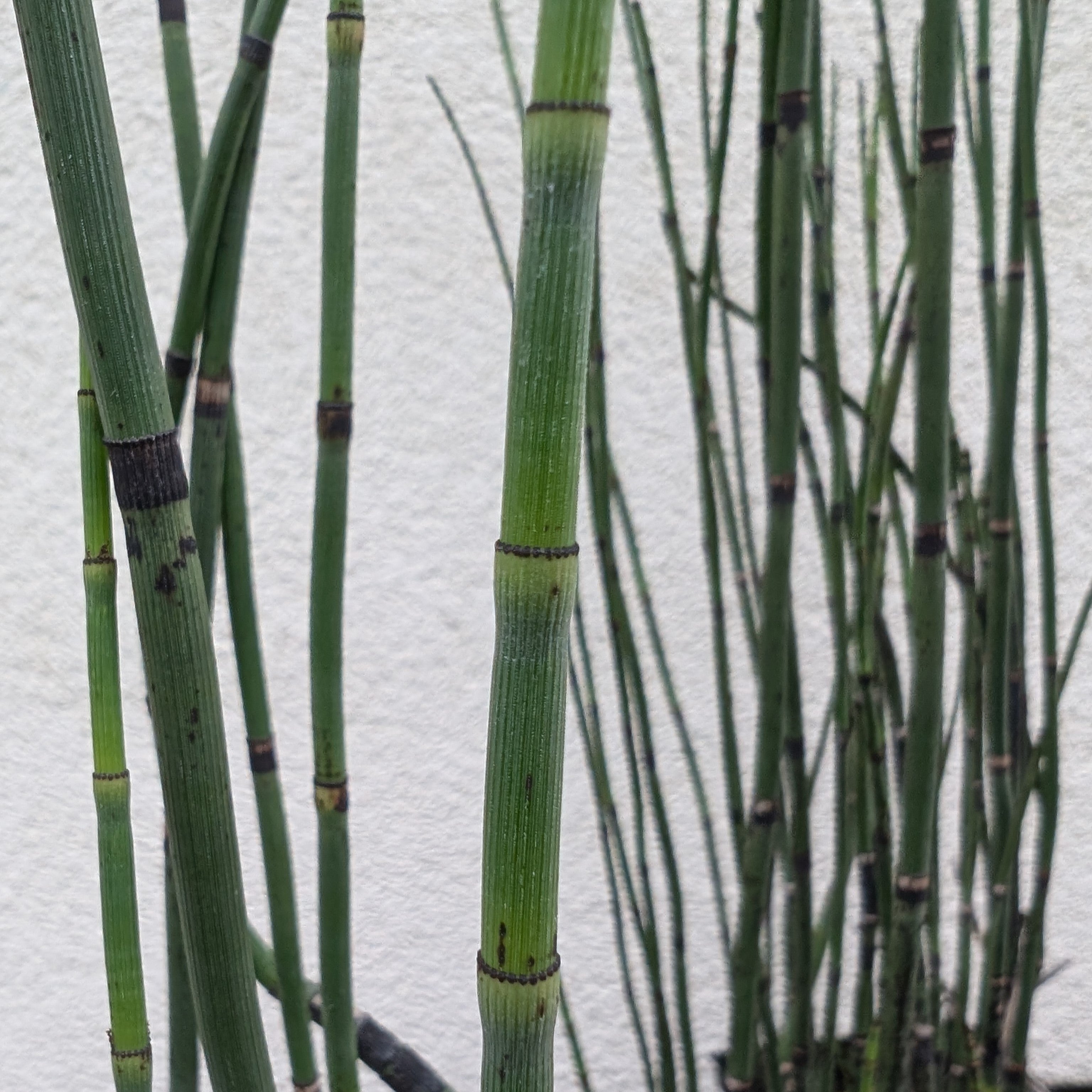 Horsetail Grass Plant Scouring Horsetail Equisetum Hyemale Pond horsetail-grass-plant-scouring-horsetail-equisetum-hyemale-pond
