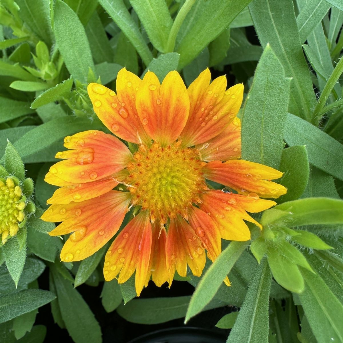 Gaillardia grandiflora Mesa Peach Blanket Flower PlantsInTheCity