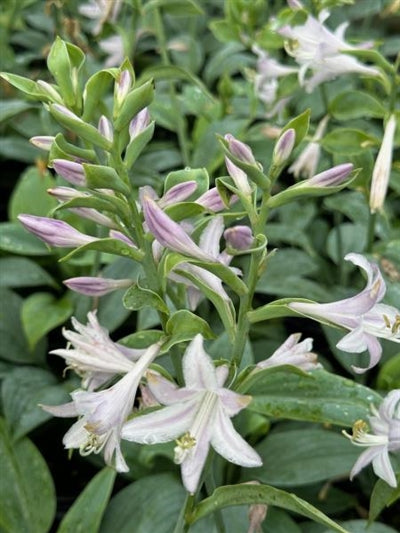 fragrant plantain lily flower Hosta Fragrant Blue Plantain Lily – PlantsInTheCity
