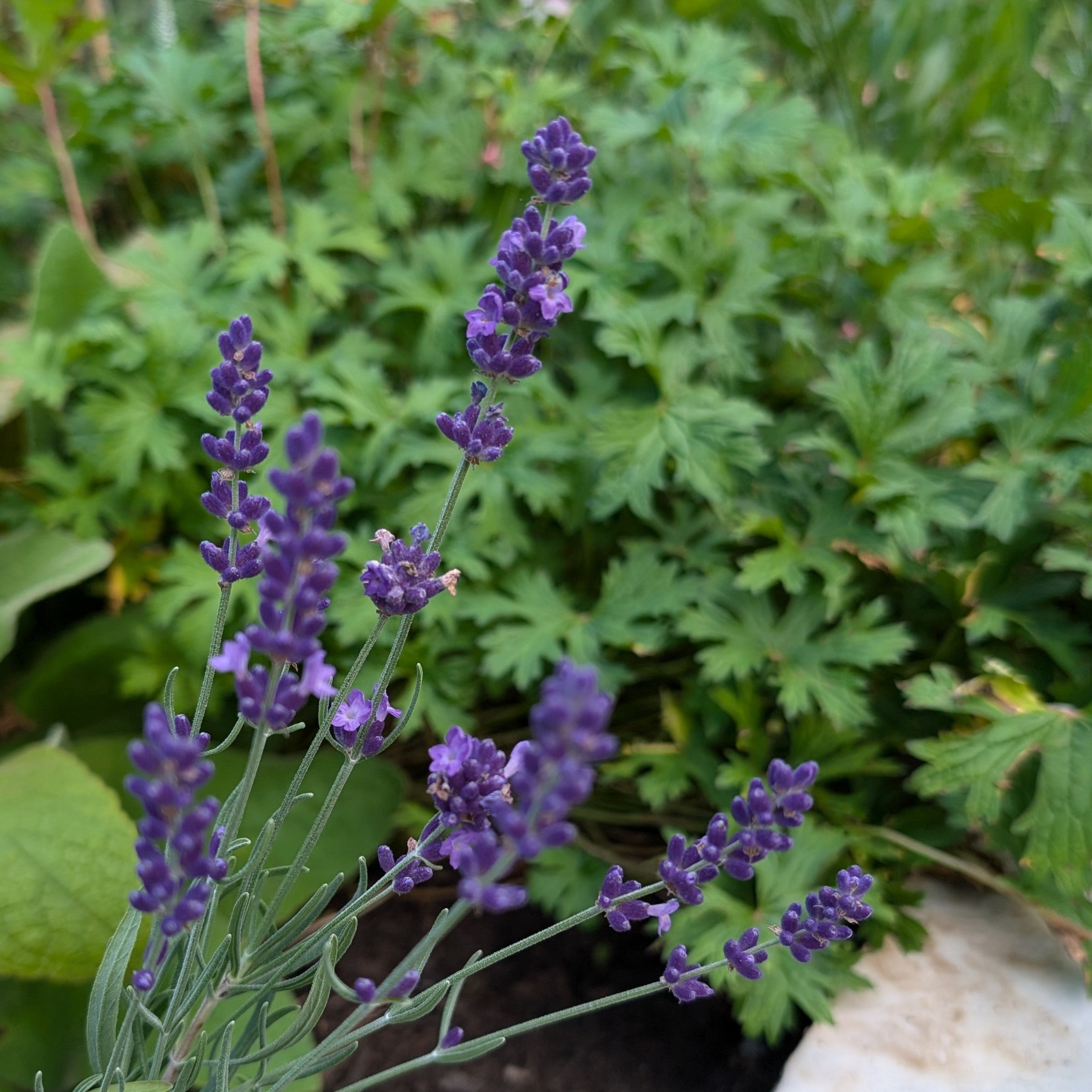 hidcote superior lavender seeds Lavandula Hidcote Superior Lavender – PlantsInTheCity