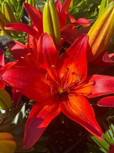matrix red asiatic lily Lilium Asciatic Red Matrix Asciatic Lily – PlantsInTheCity