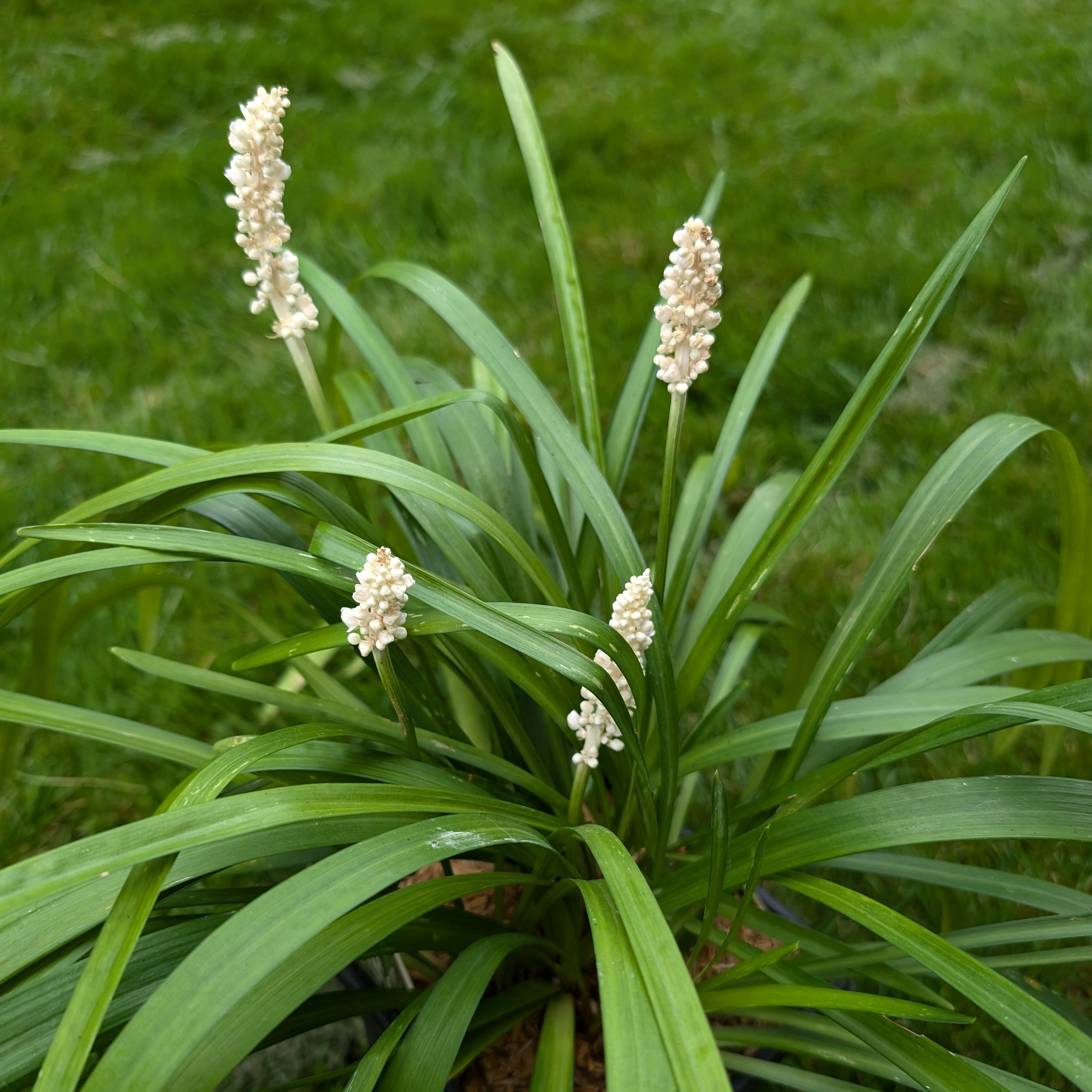 white lily grass Liriope muscari Monroe White Lily Turf – PlantsInTheCity