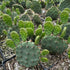 Opuntia humifusa Prickly Pear Image Credit: Millgrove Perennials