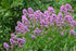 Phlox paniculata Jeana Garden Phlox Image Credit: Stonehouse Nursery
