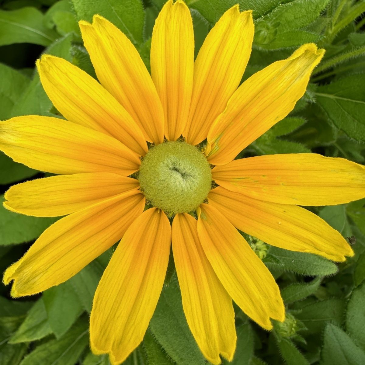 Rudbeckia hirta Prairie Sun Black-eyed Susan Image Credit: Millgrove Perennials