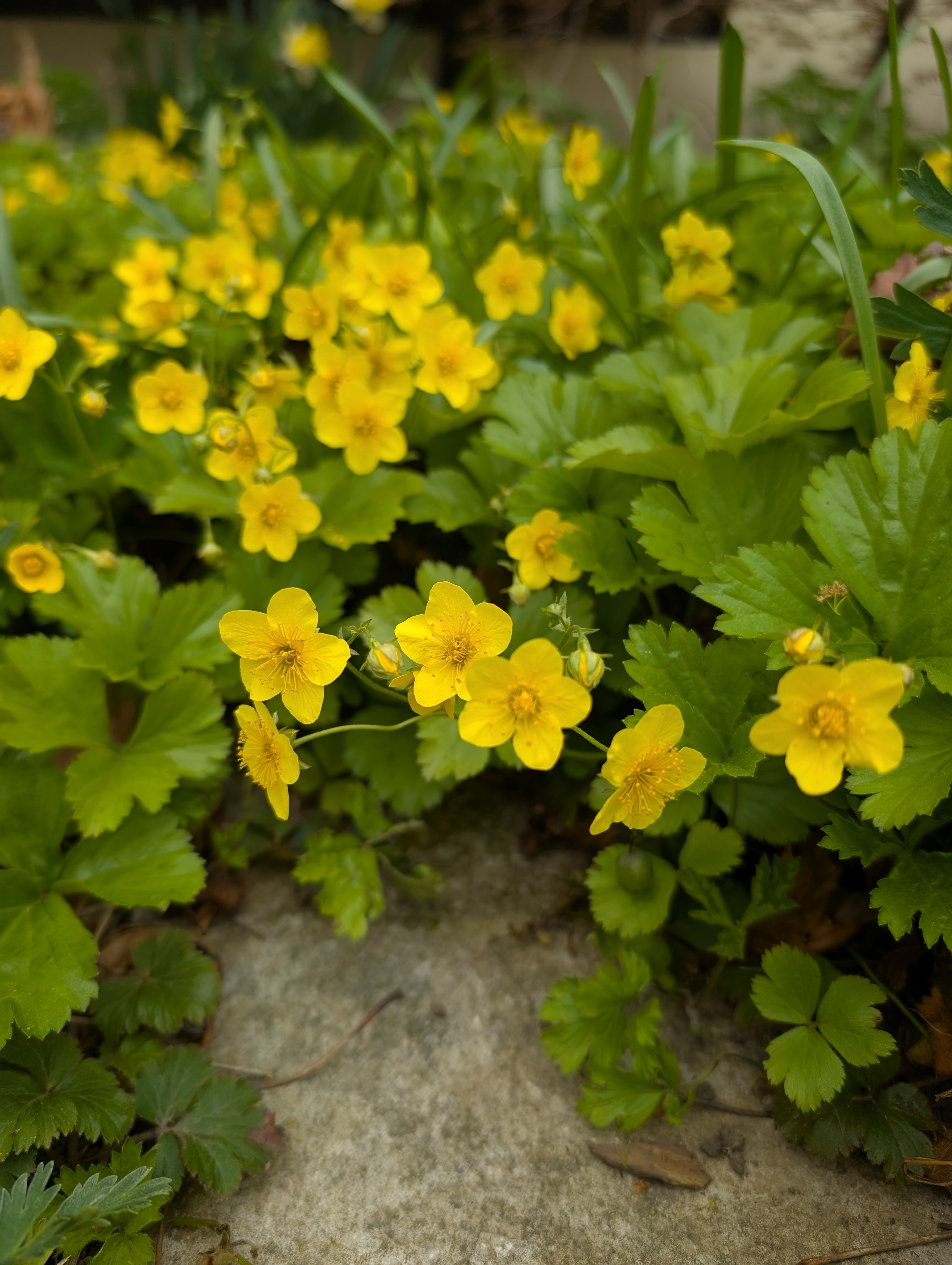 barren strawberry seeds Waldsteinia ternata Barren Strawberry – PlantsInTheCity