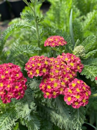 strawberry seduction yarrow seeds Achillea Strawberry Seduction Yarrow – PlantsInTheCity