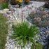 Allium Millenium Ornamental Onion Image Credit: Chaz Morenz 2022-08-10