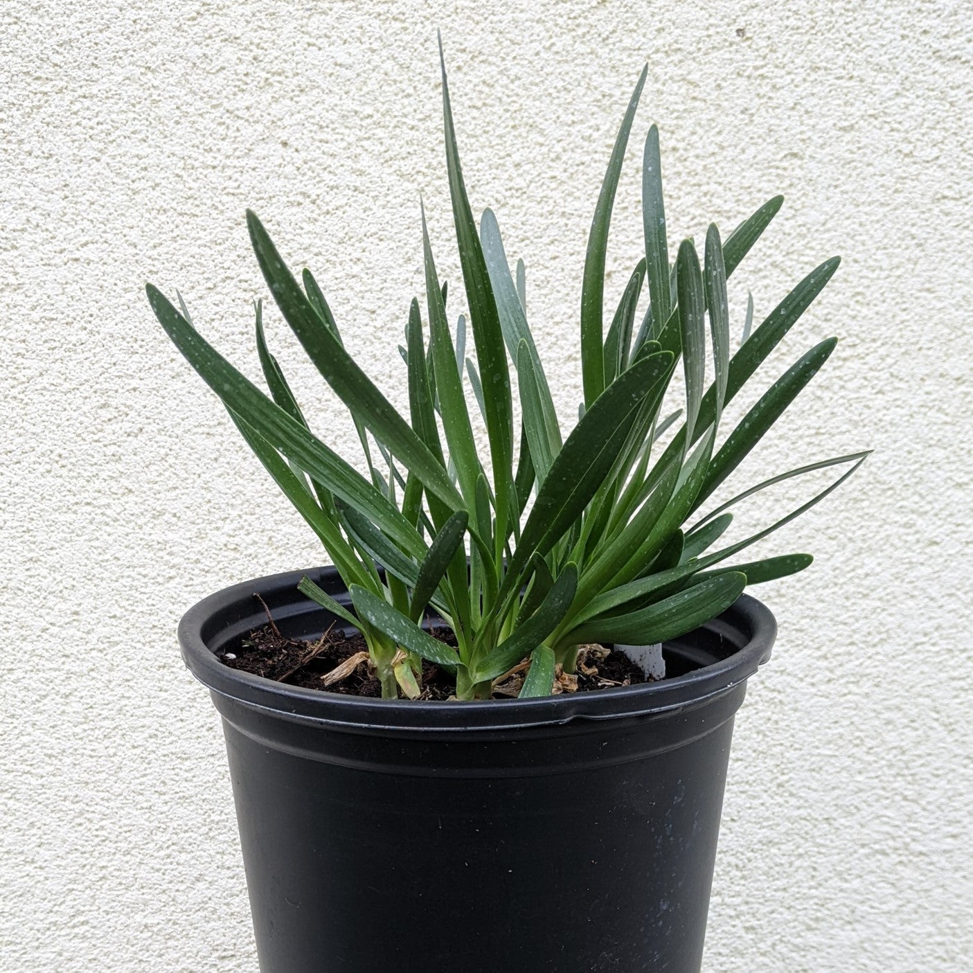 Allium Millenium Ornamental Onion Foliage Image Credit: Chaz Morenz 2022-05-10 Allium Millenium Ornamental Onion Foliage Image Credit: Chaz Morenz 2022-05-10
