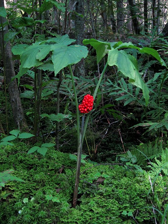Arisaema triphyllum Jack In The Pulpit Image Credit: Charles de Mille-Isles from Mille-Isles, Canada, CC BY 2.0 <https://creativecommons.org/licenses/by/2.0>, via Wikimedia Commons