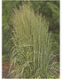 Calamagrostis acutiflora Avalanche Reed Grass image credit Walters Gardens Inc