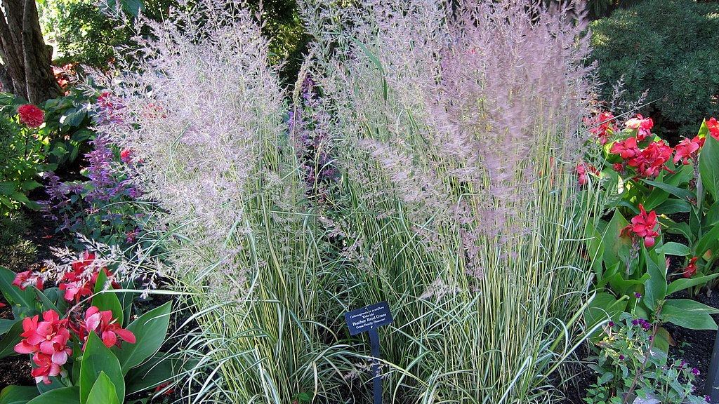 Calamagrostis acutiflora Eldorado Reed Grass Image Credit: cultivar413 from Fallbrook, California, CC BY 2.0 <https://creativecommons.org/licenses/by/2.0>, via Wikimedia Commons