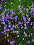 Campanula rotundifolia Bell Flower Image Credit: H. Zell, CC BY-SA 3.0 <https://creativecommons.org/licenses/by-sa/3.0>, via Wikimedia Commons