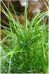Carex muskingumensis Palm Sedge Grass image credit Northcreek Nurseries
