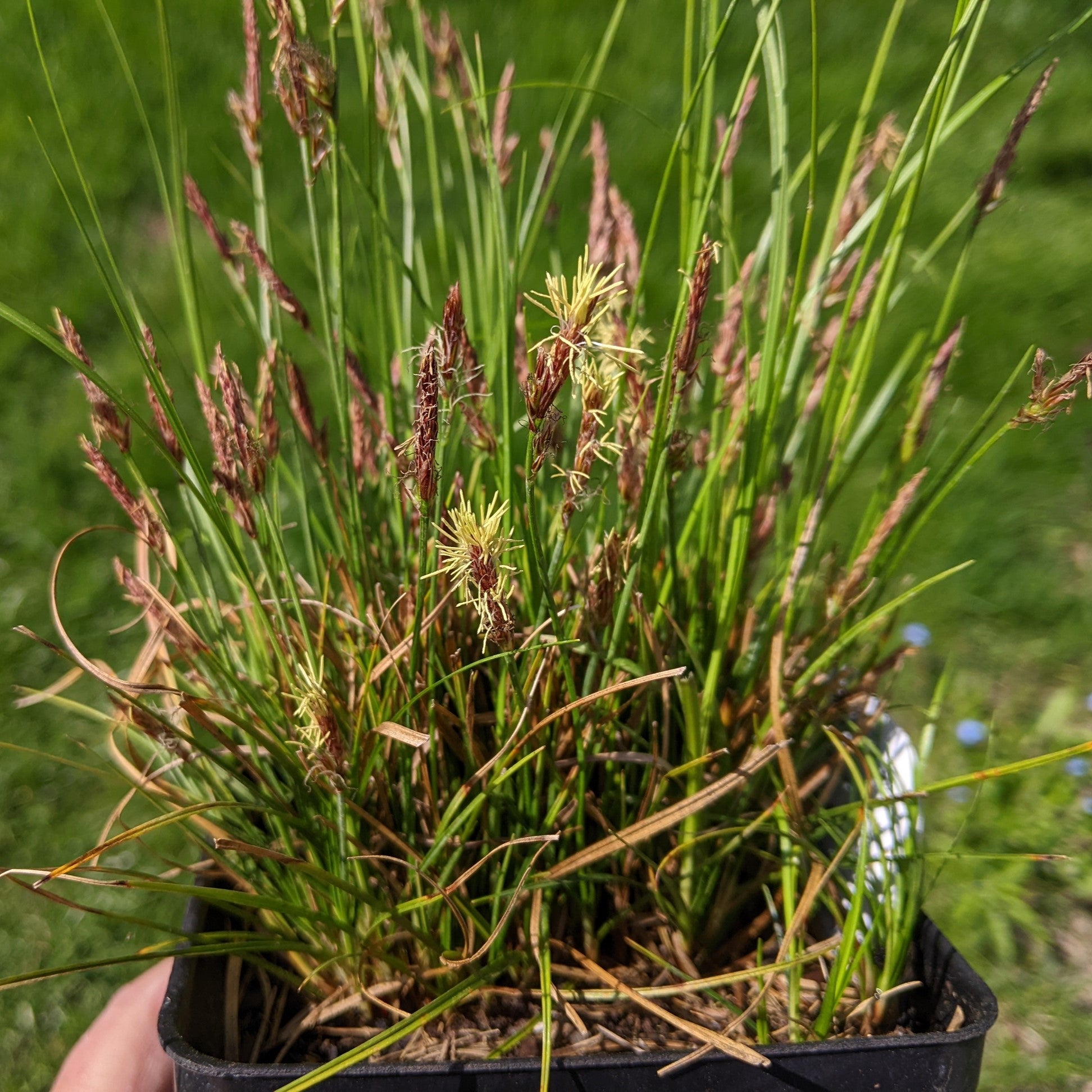 Carex pensylvanica Sedge Image Credit: Chaz Morenz 2022-05-12