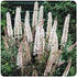 Cimicifuga ramosa Atropurpurea Snakeroot Bugbane image credit Ball Horticultural Company