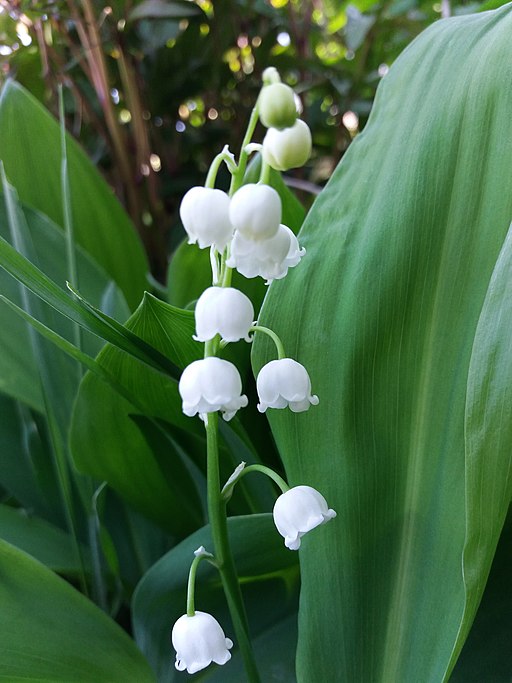 Convallaria majalis Lily of the Valley Image Credit:  TodorBelomorski, CC BY-SA 4.0 <https://creativecommons.org/licenses/by-sa/4.0>, via Wikimedia Commons Convallaria majalis Lily of the Valley Image Credit:  TodorBelomorski, CC BY-SA 4.0 <https://creativecommons.org/licenses/by-sa/4.0>, via Wikimedia Commons