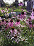 Echinacea pallida (Native) Cone Flower image credit Millgrove Perennials