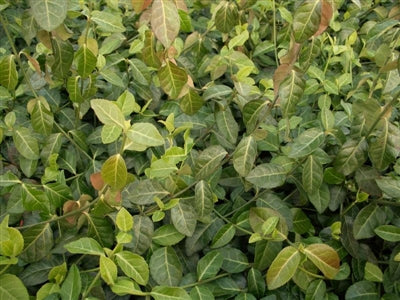 Euonymus fortunei Coloratus Wintercreeper image credit Millgrove Perennials Euonymus fortunei Coloratus Wintercreeper image credit Millgrove Perennials