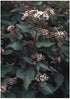 Eupatorium rugosum Chocolate Joe-pye Weed image credit Northcreek Nurseries