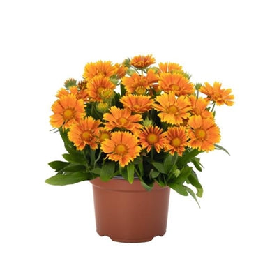 Gaillardia hybrid Spintop Mango Blanket Flower image credit: Dummen Orange