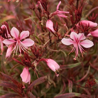 Gaura lindheimeri Passionate Rainbow Butterfly Flower image credit: Ball Horticulture