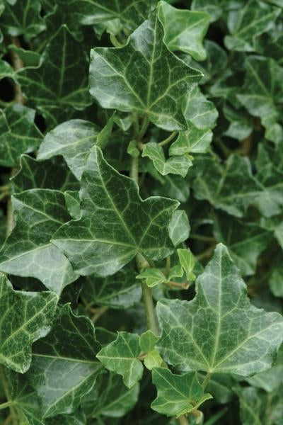 Hedera helix Baltica English Ivy Image Credit: Ball Horticulture