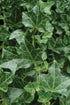 Hedera helix Baltica English Ivy Image Credit: Ball Horticulture