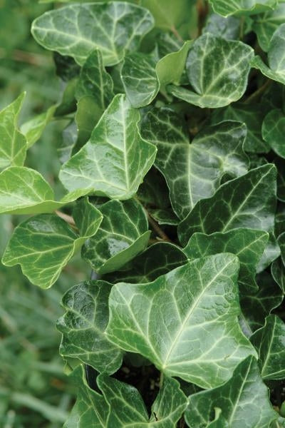 Hedera helix Thorndale English Ivy Image Credit: Ball Horticulture Hedera helix Thorndale English Ivy Image Credit: Ball Horticulture
