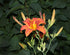 Hemerocallis fulva Daylily Image Credit: George Chernilevsky, Public domain, via Wikimedia Commons