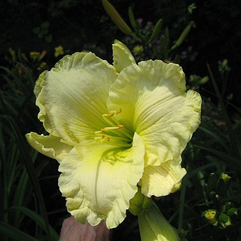Hemerocallis hybrid Cool It Daylily Image Credit:  Cropped. Paul Paradis, CC BY-SA 3.0 <https://creativecommons.org/licenses/by-sa/3.0>, via Wikimedia Commons