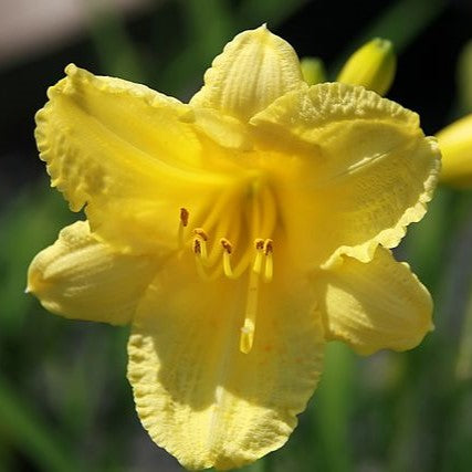 Hemerocallis hybrid Happy Returns Daylily Image Credit: Image Cropped. Photo by David J. Stang, CC BY-SA 4.0 <https://creativecommons.org/licenses/by-sa/4.0>, via Wikimedia Commons