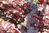 Heuchera hybrid Plum Pudding Coral Bells Image Credit: Photo by David J. Stang, CC BY-SA 4.0 <https://creativecommons.org/licenses/by-sa/4.0>, via Wikimedia Commons