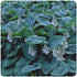 Hosta hybrid Bressingham Blue Plantain Lily image credit Ball Horticultural Company