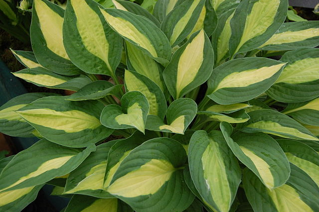 Hosta hybrid Gypsy Rose Plantain Lily Image Credit: Andy Mabbett, CC BY-SA 3.0 <https://creativecommons.org/licenses/by-sa/3.0>, via Wikimedia Commons