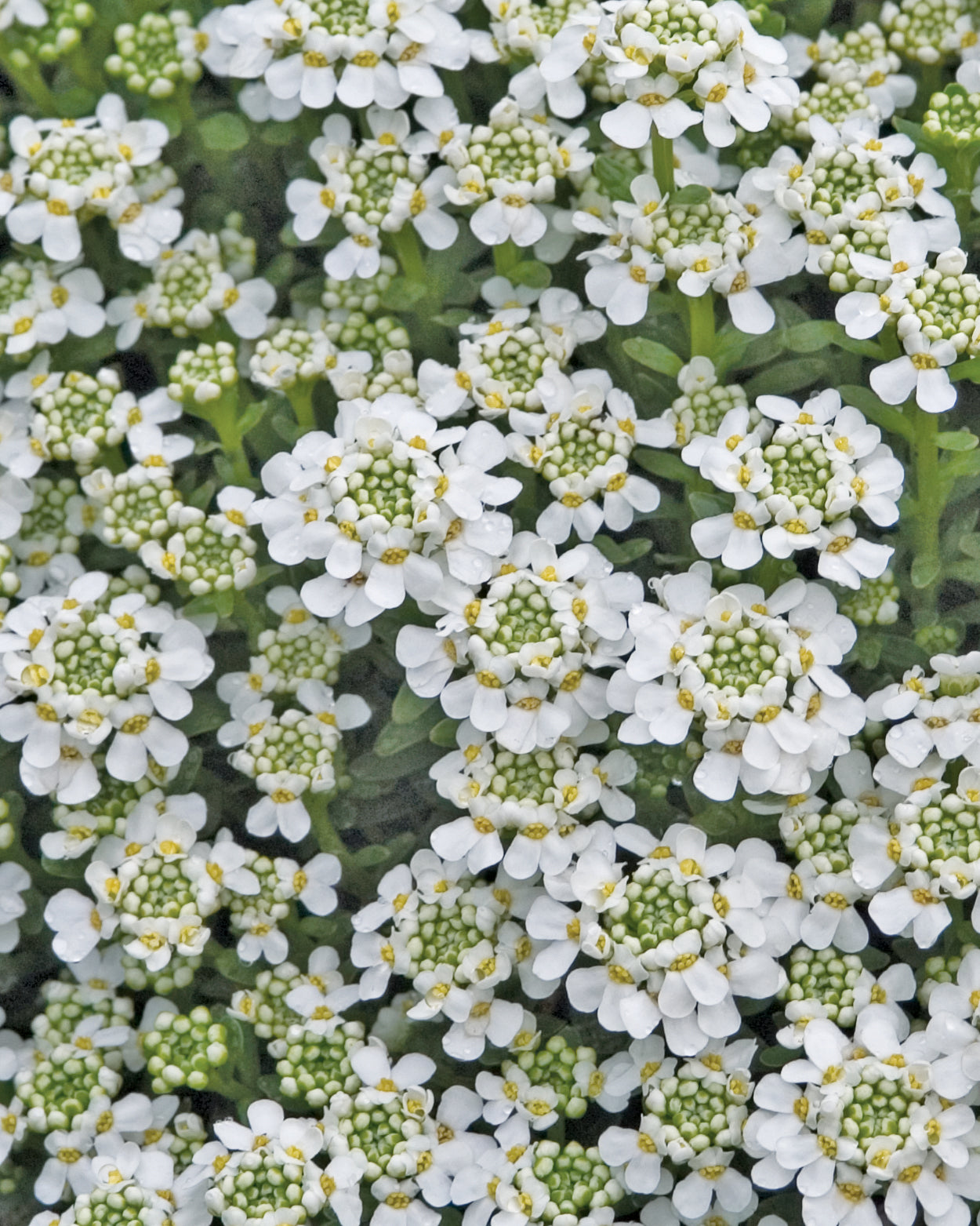 Iberis sempervirens Snowflake Candytuft Image Credit: Ball Horticulture Company