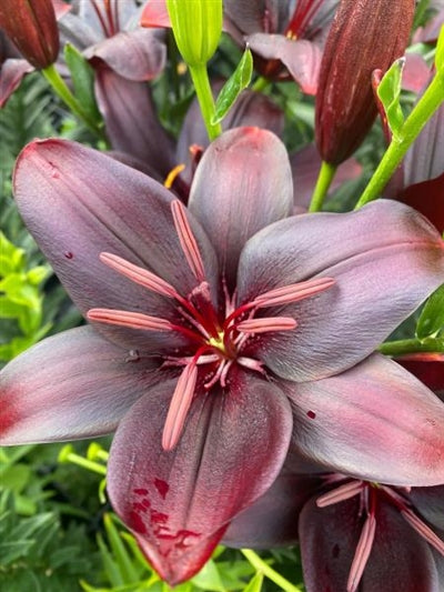 asiatic lily blacklist Lilium Asciatic Blacklist Asciatic Lily – PlantsInTheCity