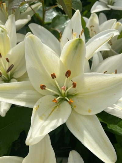 Lilium -Asciatic asiatic Fantasciatic White Asciatic Lily Image Credit: Millgrove Perennials
